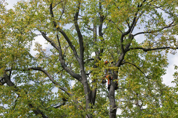 Best Tree Removal Service  in Salida, CO